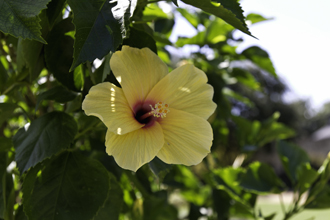 Yellow Hibiscus in hot Summertime